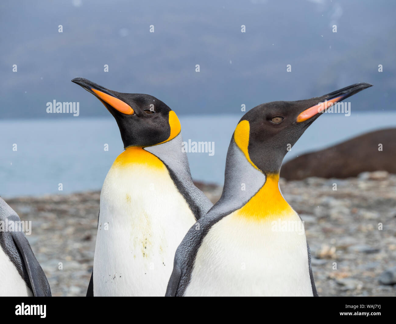 King Penguin (Aptenodytes Patagonicus) On The Island Of South Georgia ...