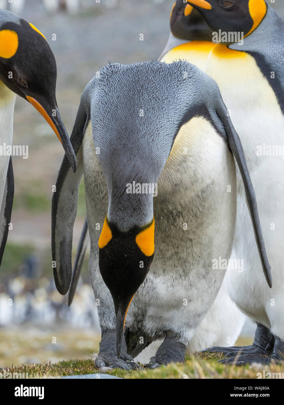 King Penguin (Aptenodytes patagonicus) on the island of South Georgia