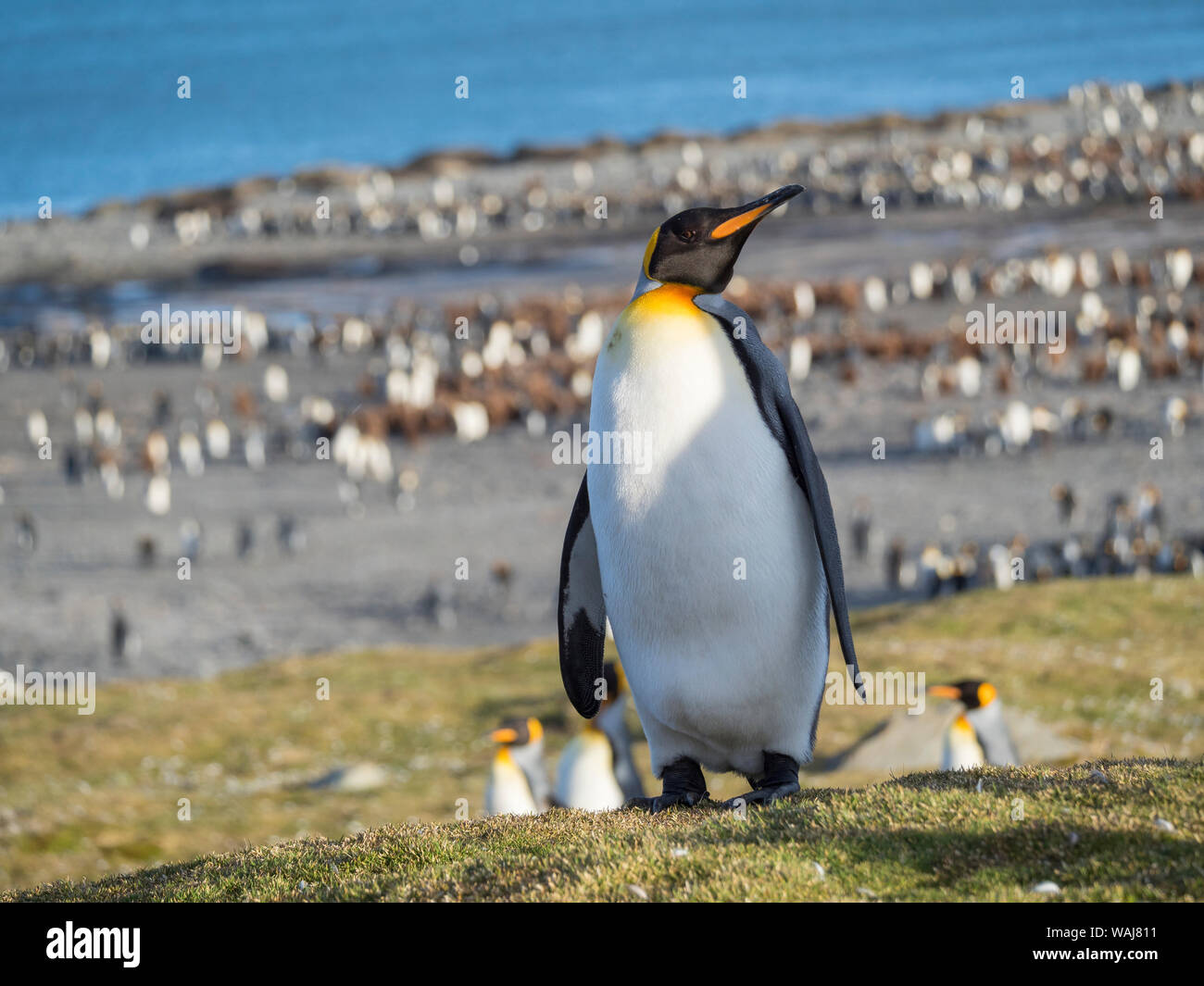 King Penguin (Aptenodytes patagonicus) on the island of South Georgia