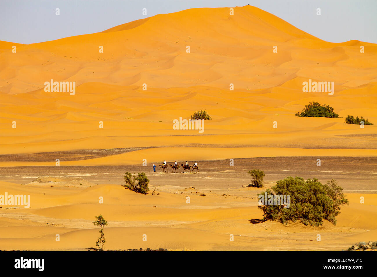 Merzouga, Erg Chebbi, Sahara Desert camel trek Stock Photo