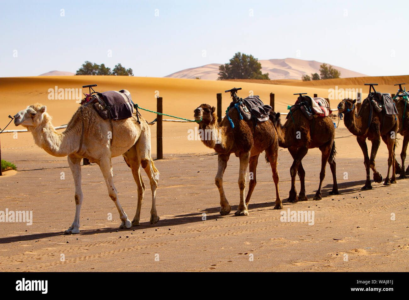 Merzouga, Erg Chebbi, Sahara Desert, Morocco. Camel trekking Stock Photo
