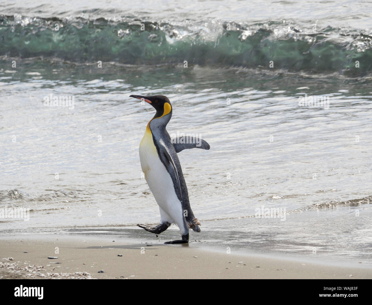 King Penguin (Aptenodytes patagonicus) on the island of South Georgia