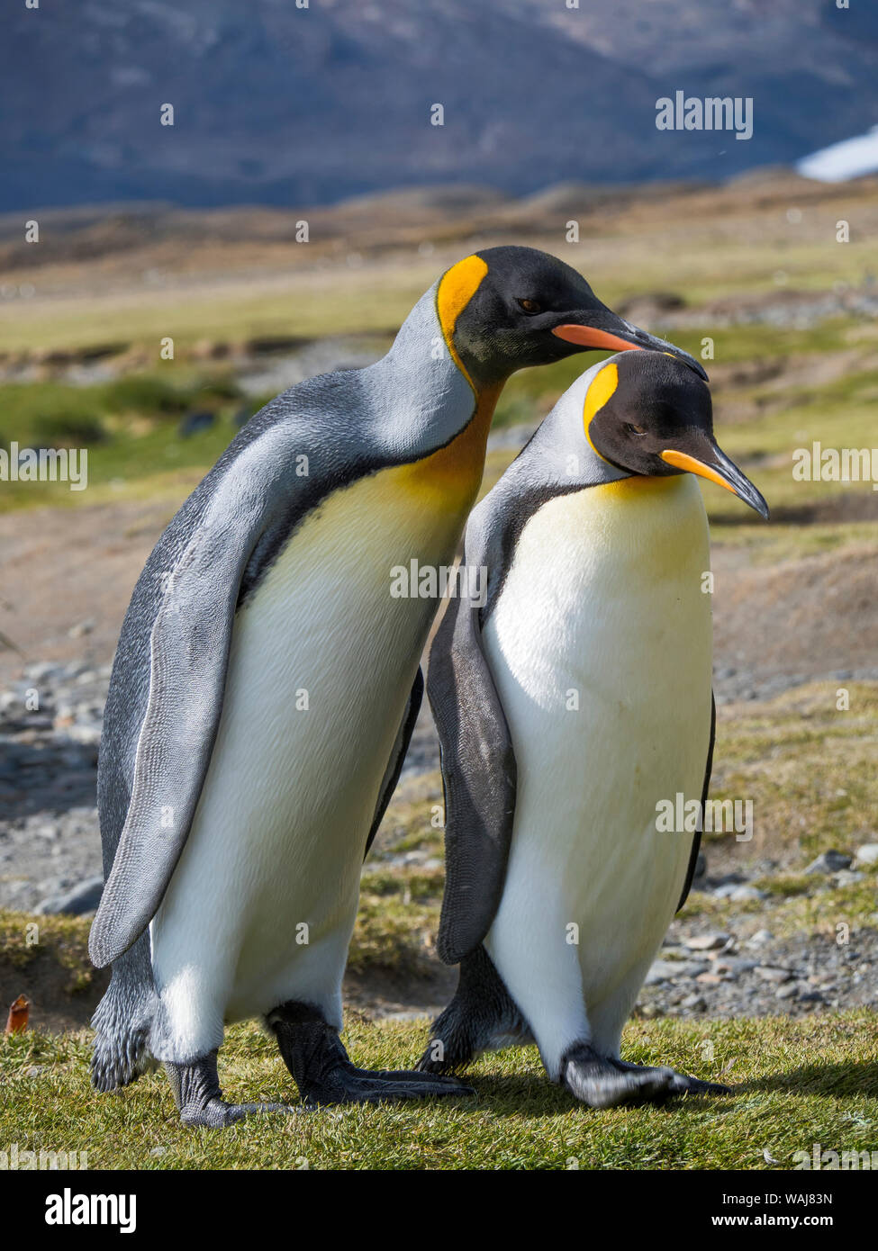King Penguin (Aptenodytes patagonicus) on the island of South Georgia