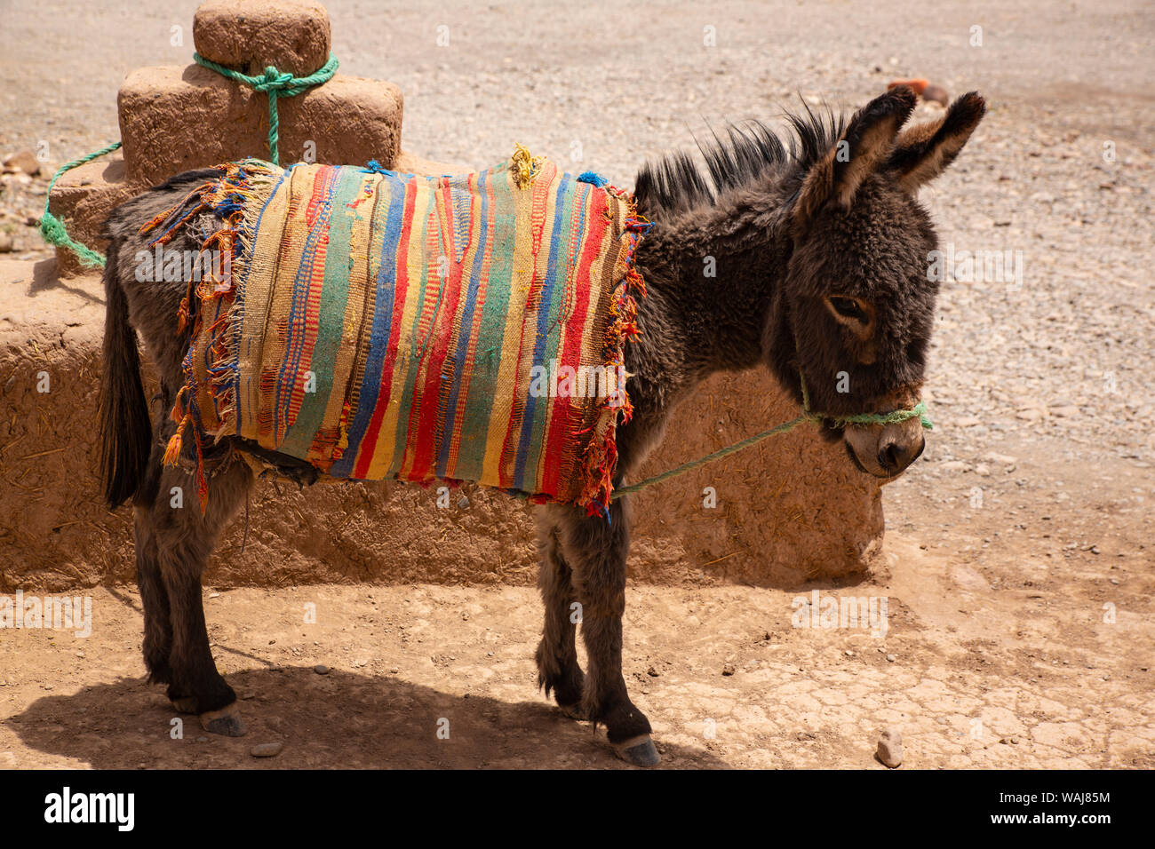 Skoura Palmeraie, Morocco. Donkey. Stock Photo
