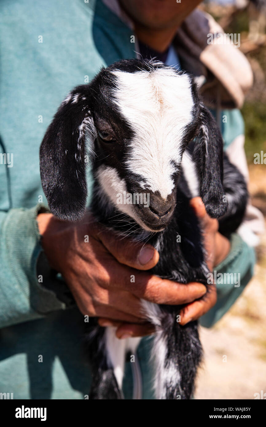 Tamri, Morocco. Cloven-hoofed baby goat Stock Photo