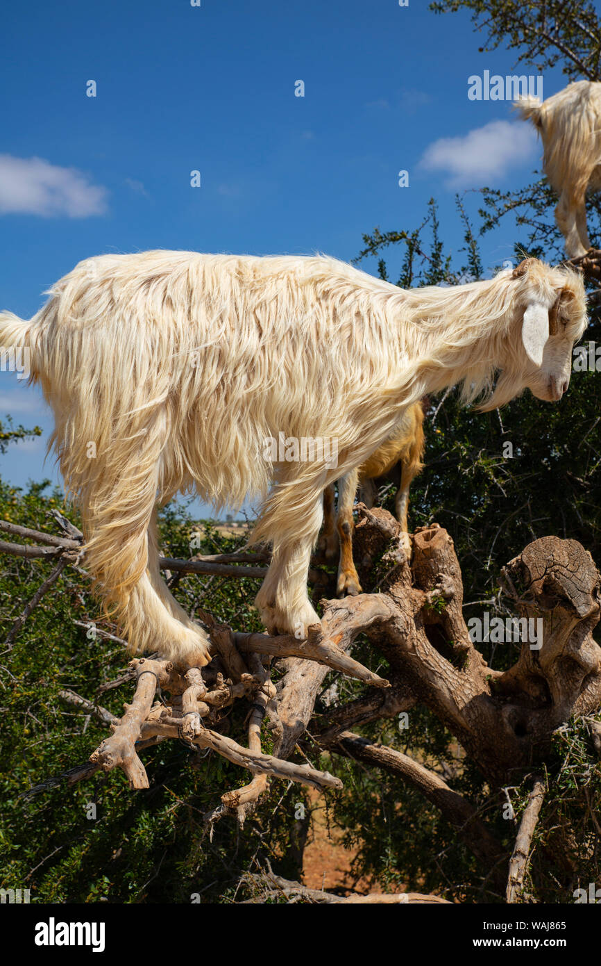 Tamri, Morocco. Cloven-hoofed goats climbing an Argon Tree Stock Photo
