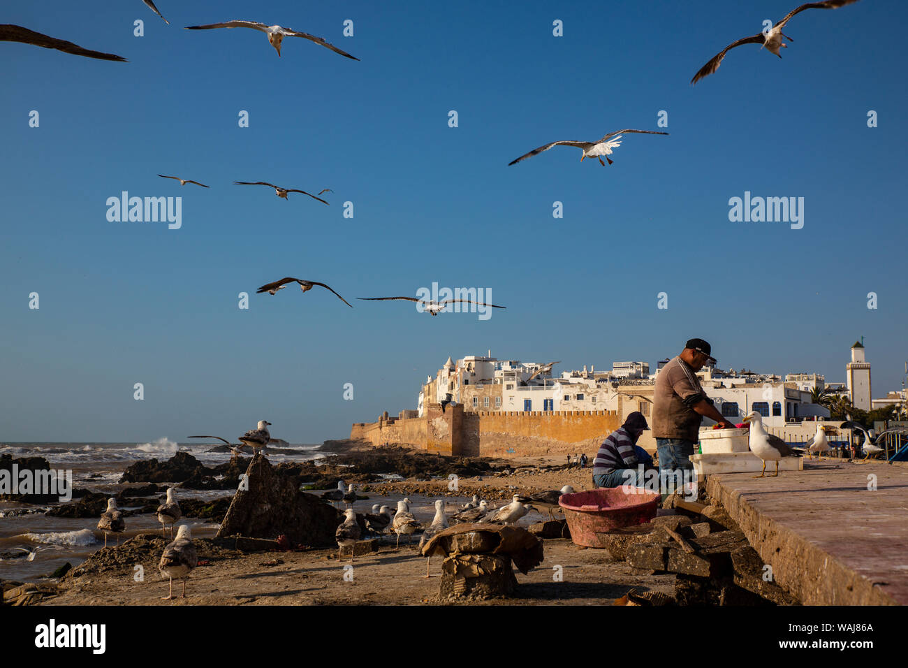 Essaouira, Morocco. Seagulls flying over fisherman cleaning fish Stock Photo