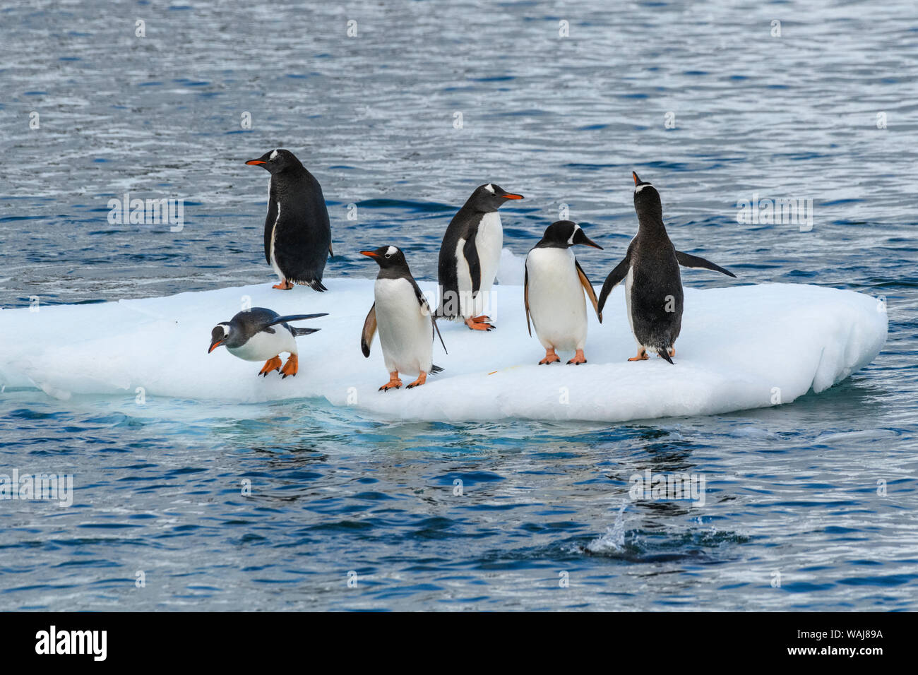 Antarctica, Antarctic Peninsula. Gentoo penguins on ice. Stock Photo