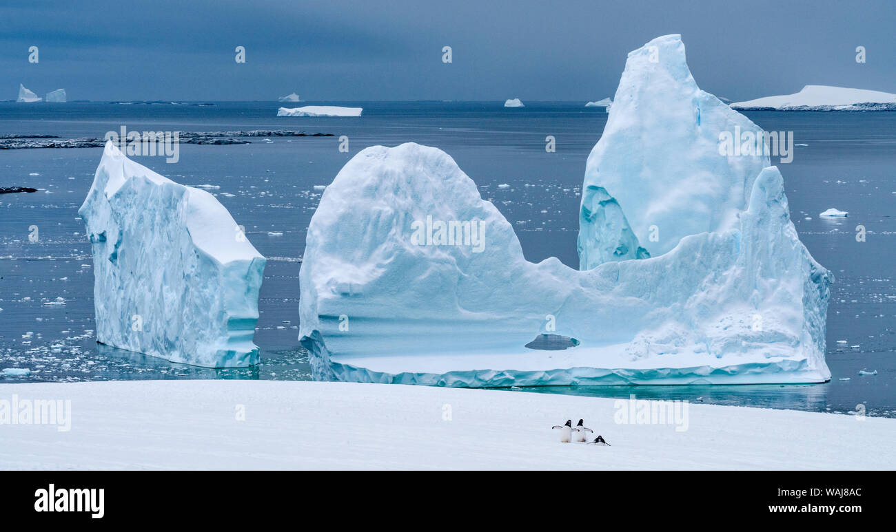 Gentoo penguin on iceberg. Antarctica, Antarctic Peninsula, Pleneau Bay, Booth Island. Stock Photo