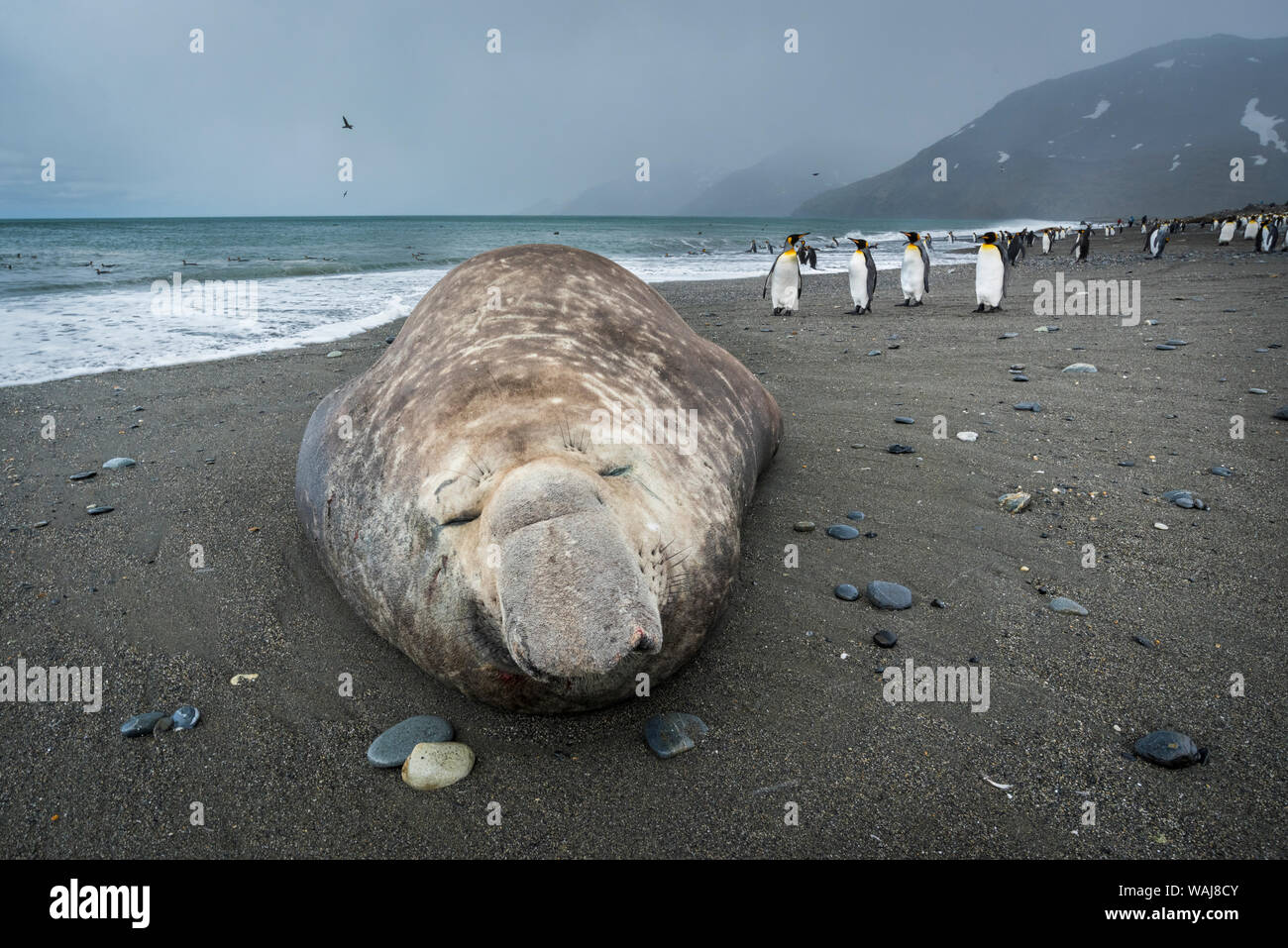 South Georgia Island, St. Andrews Bay. Southern elephant seal hauled out on beach. Stock Photo