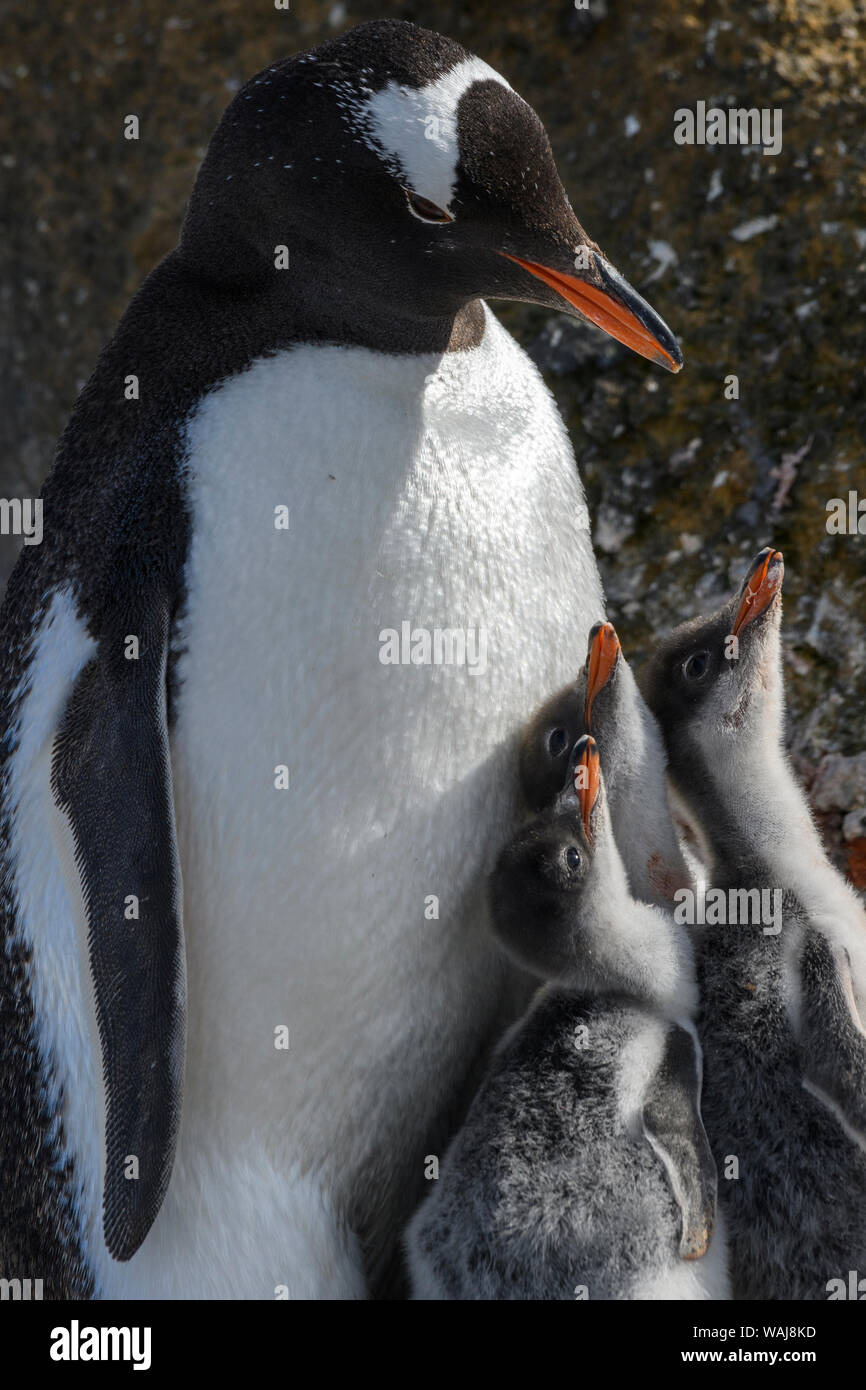 Antarctica, Antarctic Peninsula, Brown Bluff. Gentoo penguin with three chicks. Stock Photo