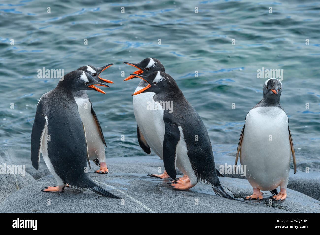 Antarctica, Antarctic Peninsula, Booth Island. Gentoo penguins socializing. Stock Photo