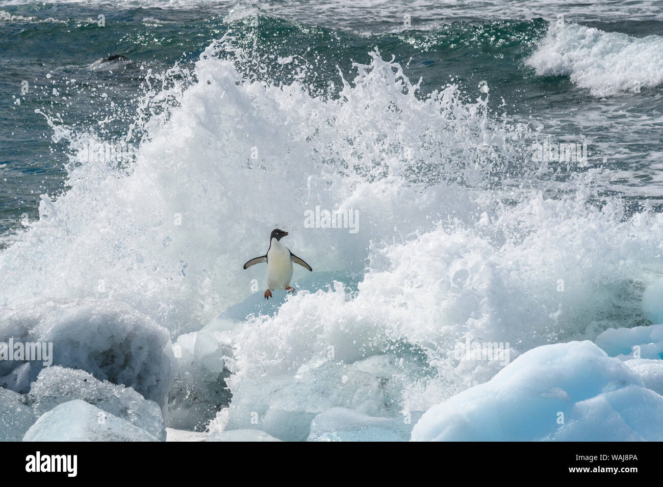 Antarctica, Antarctic Peninsula, Brown Bluff Adelie penguin, crashing wave. Stock Photo