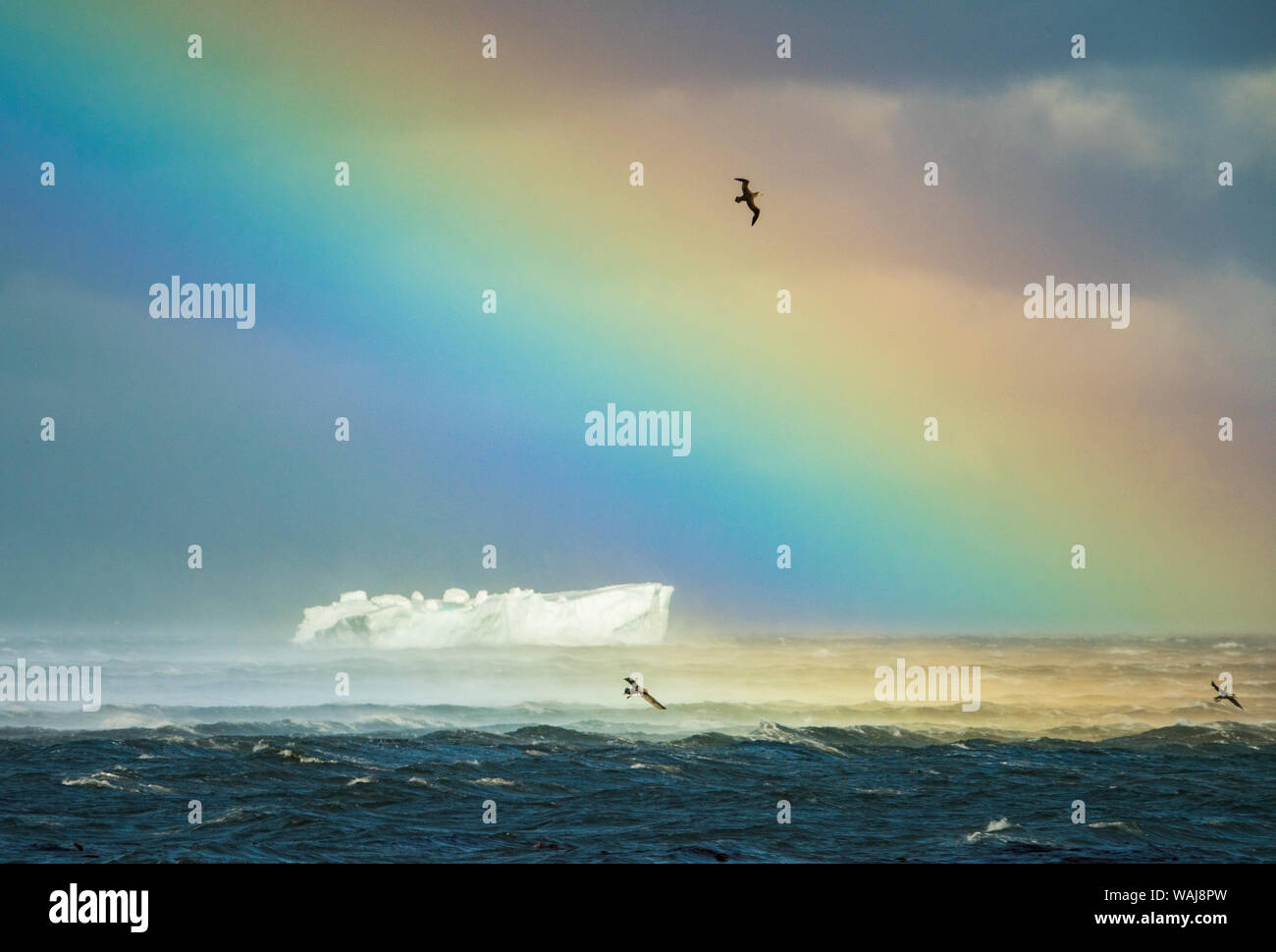 South Georgia Island. Rainbow and seabirds over iceberg at Gold Harbour. Stock Photo
