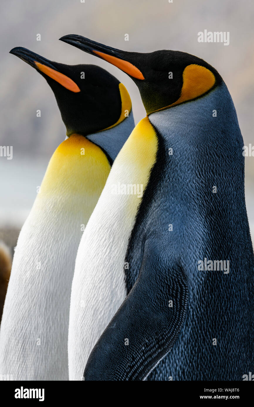 South Georgia Island, St. Andrews Bay. King penguins. Stock Photo