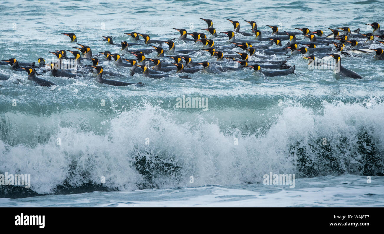 South Georgia Island, St. Andrews Bay. King penguins surf and bath at waters edge. Stock Photo