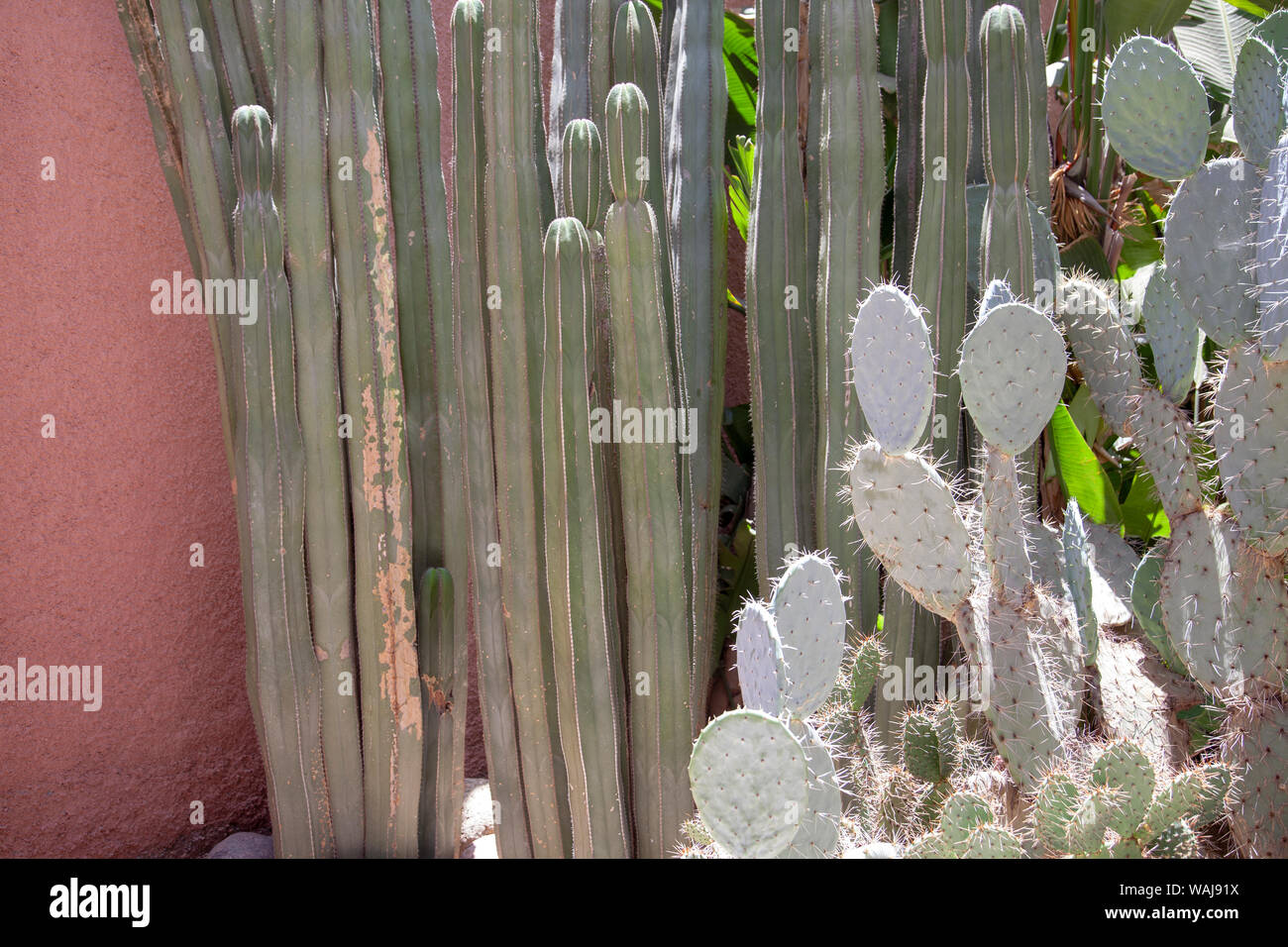 Group of Cacti Stock Photo Alamy