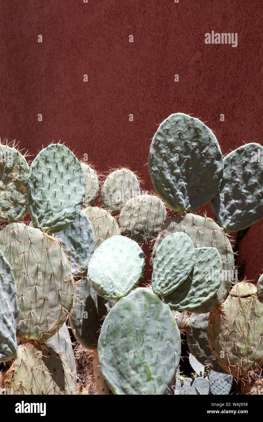 Group of Cacti Stock Photo Alamy