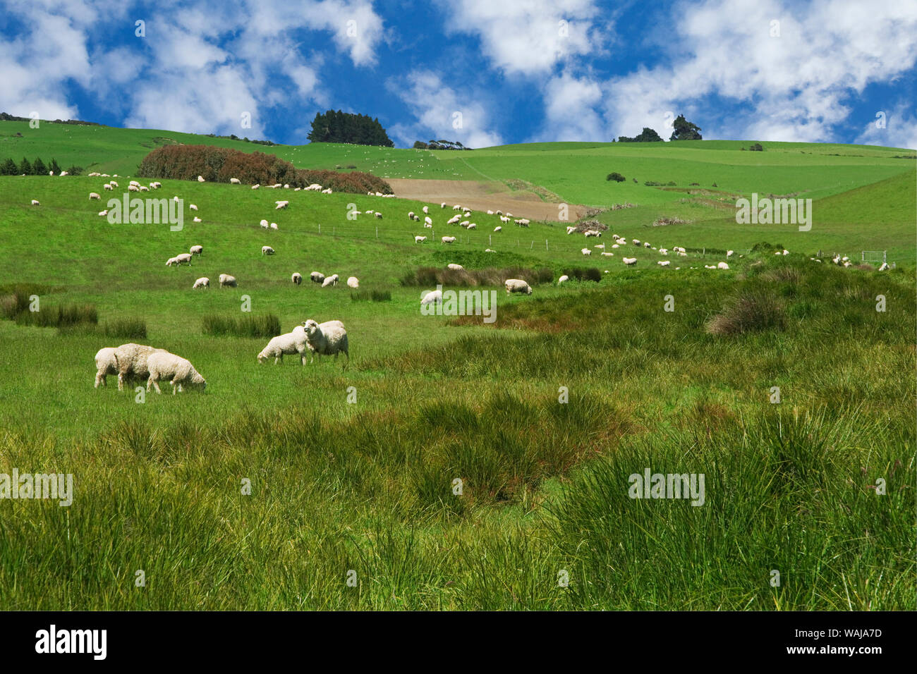 New Zealand, South Island. Sheep graze in pasture. Credit as: Dennis Flaherty / Jaynes Gallery / DanitaDelimont.com Stock Photo