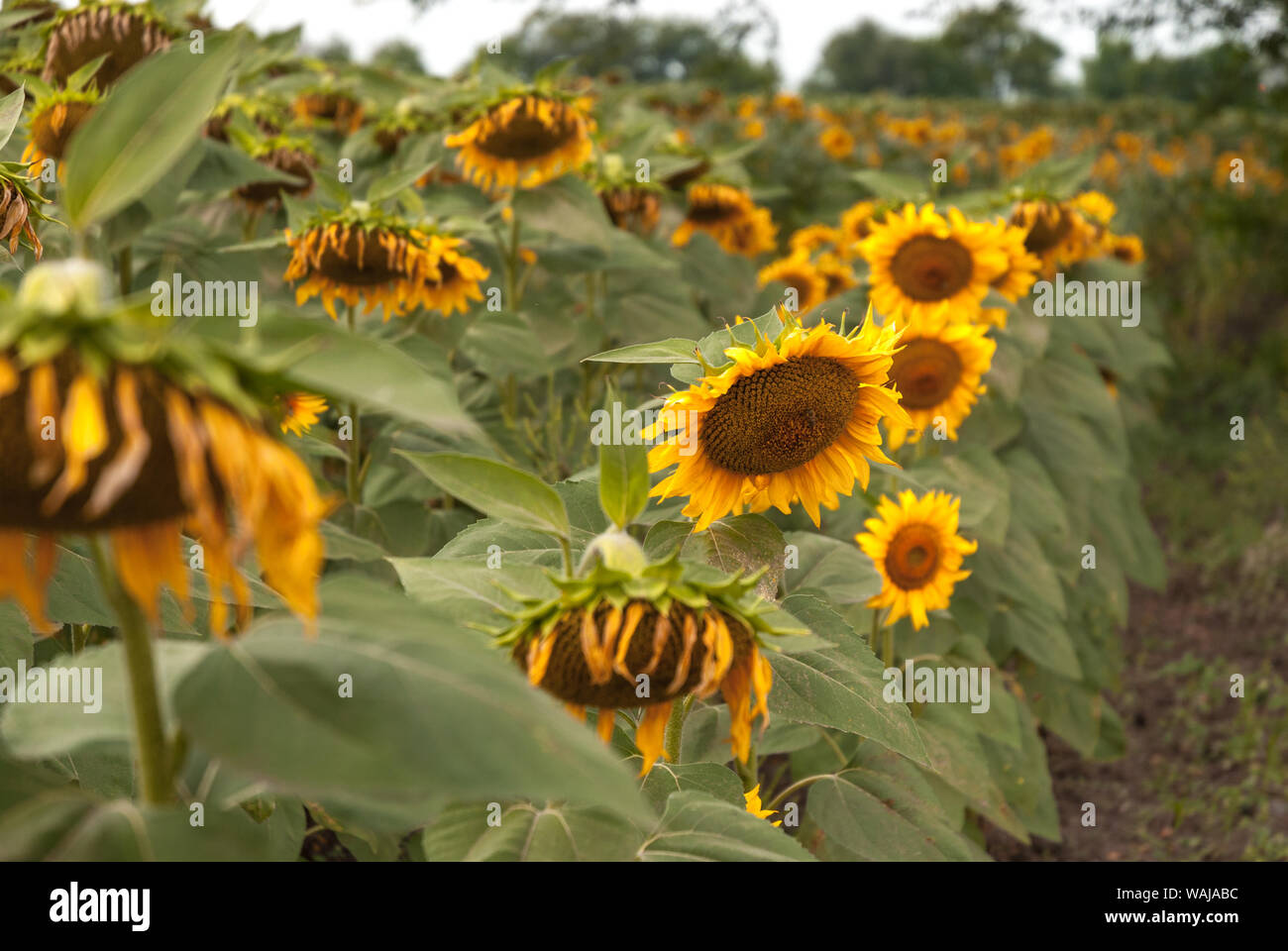 Agricultural field of sunflowers. The ripe flowerheads of sunflower bent to the ground. Ripe sunflowers before the harvest. Stock Photo