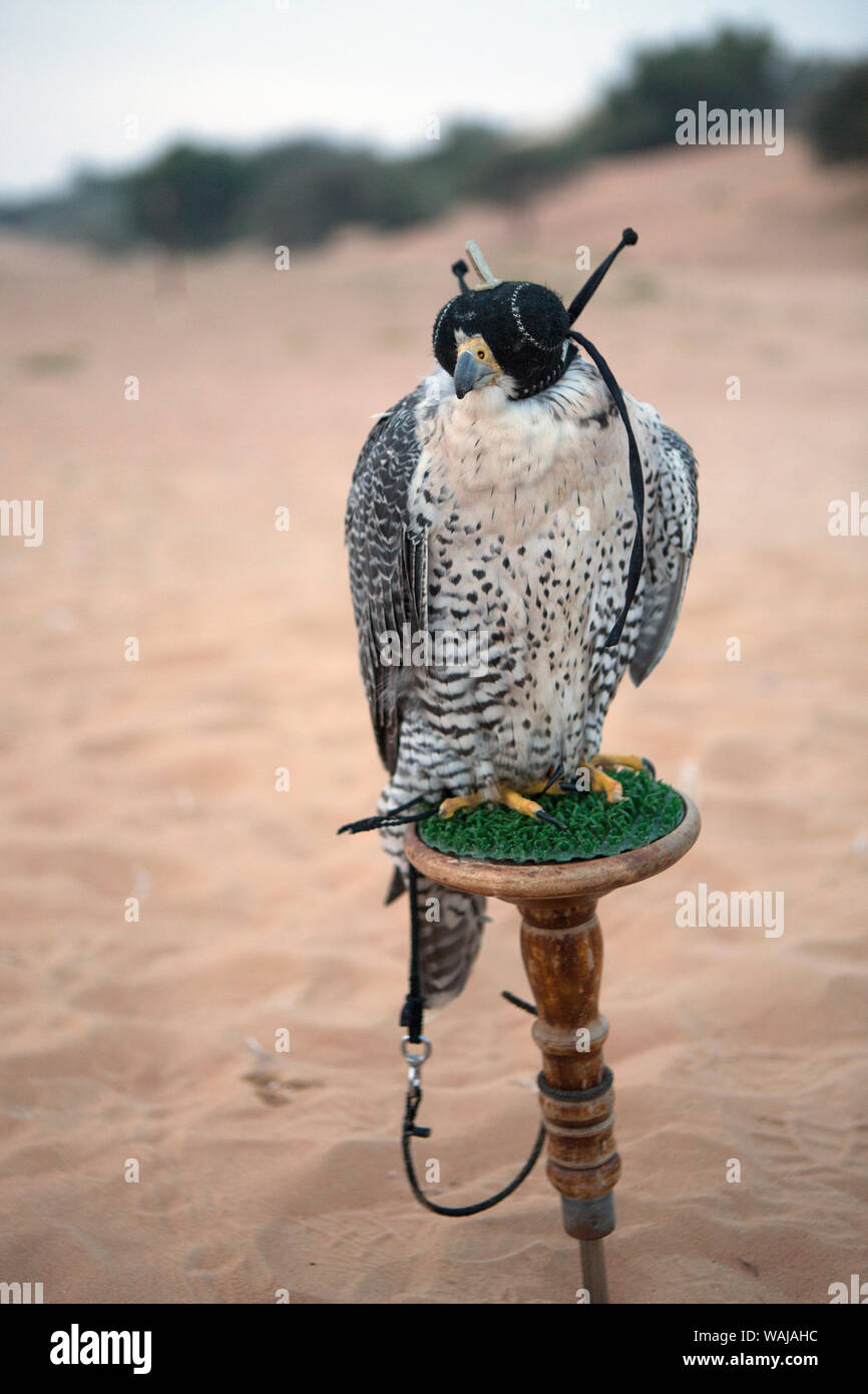 Falconry. Abu Dhabi, UAE. Stock Photo