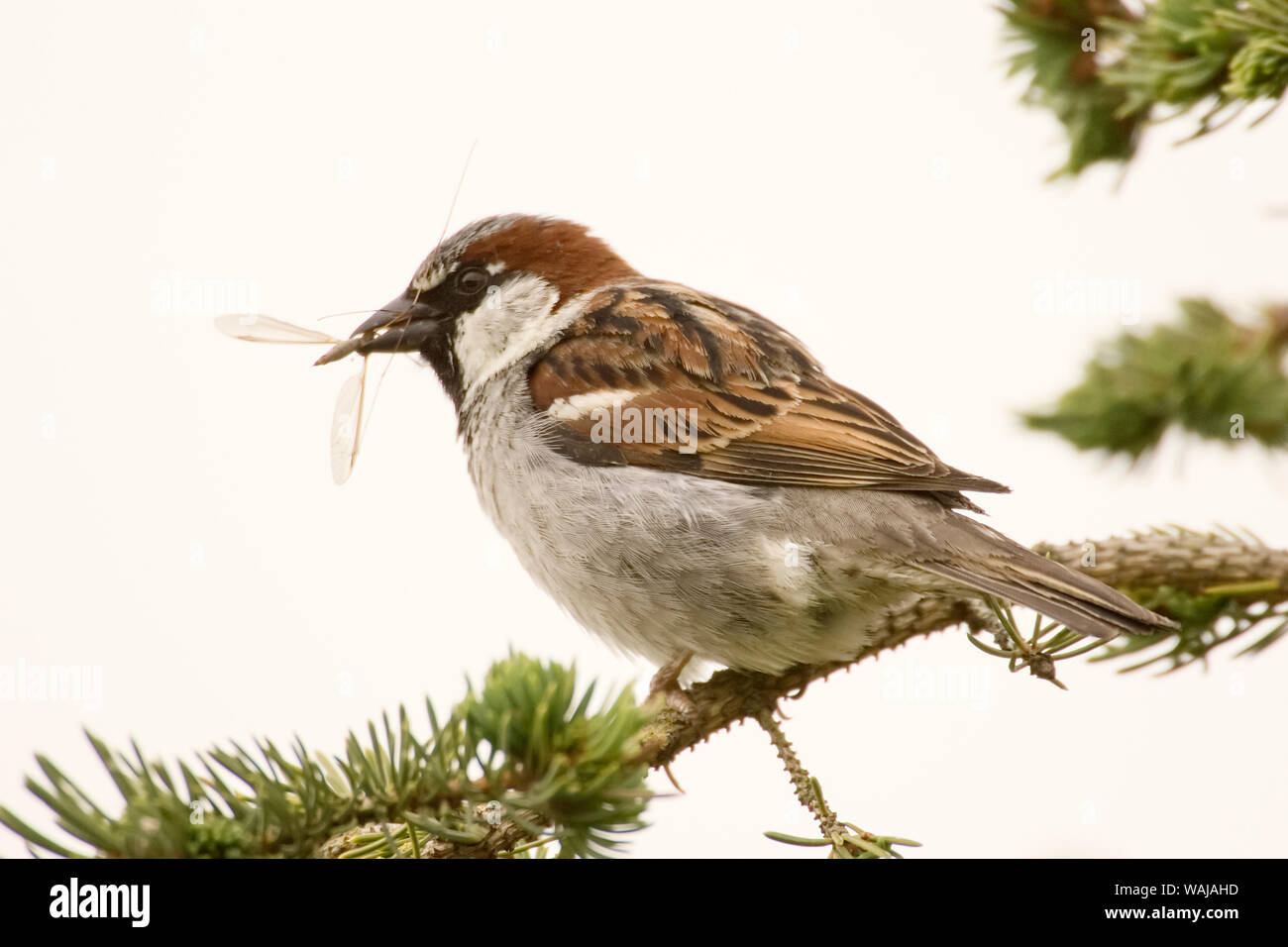 George Reifel Migratory Bird Sanctuary, British Columbia, Canada. House sparrow sitting on a branch eating an insect. Stock Photo