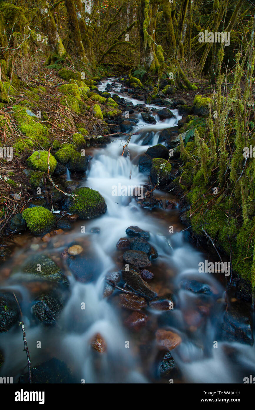 Stream in the rainforest near Alice Lake Provincial Park, Squamish, British Columbia, Canada Stock Photo