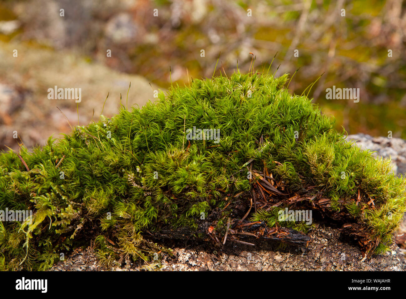Close-up clump of moss in Squamish, British Columbia, Canada Stock Photo