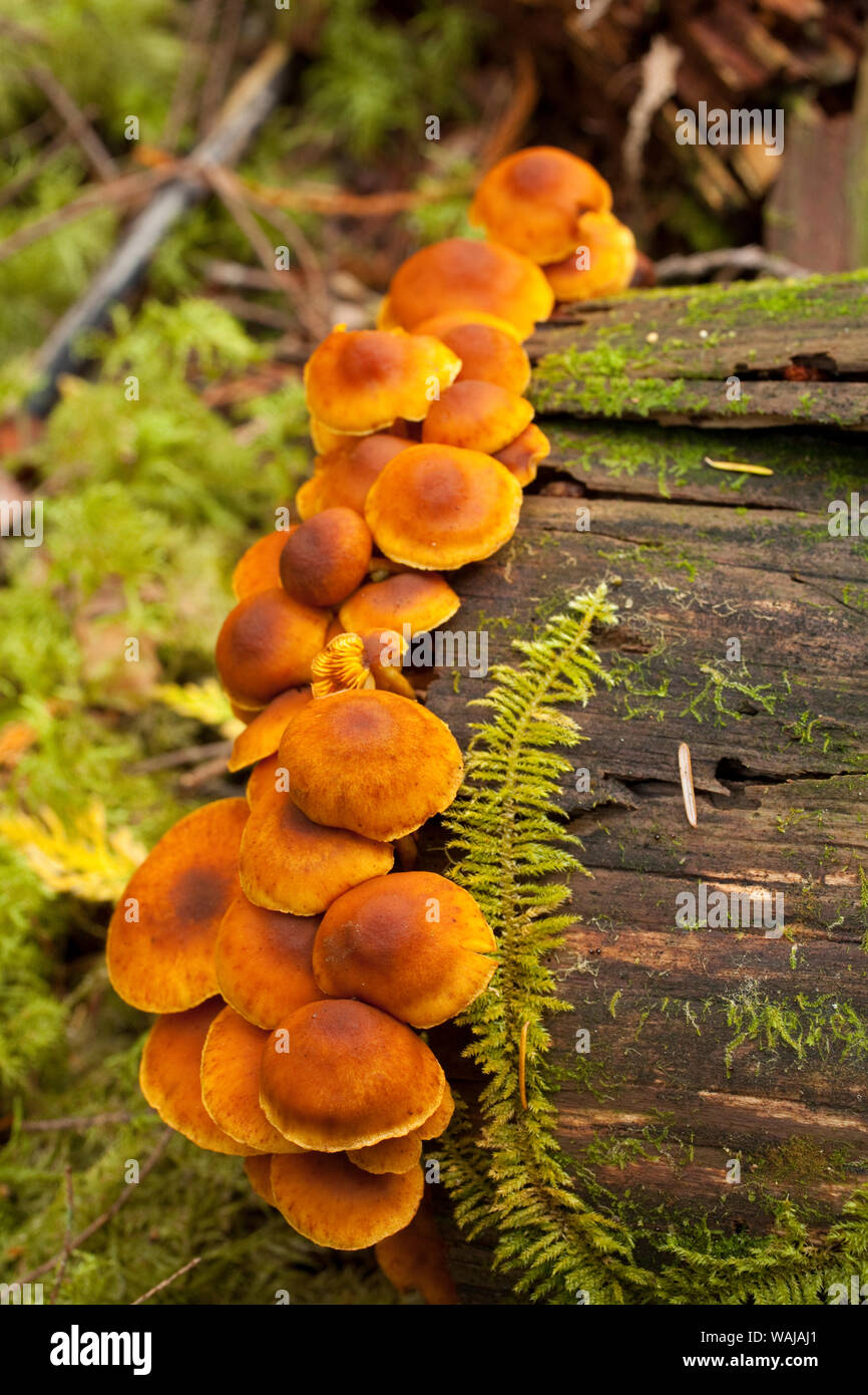 Orange mushrooms growing on a log in a forest, Sechelt, British Columbia, Canada Stock Photo