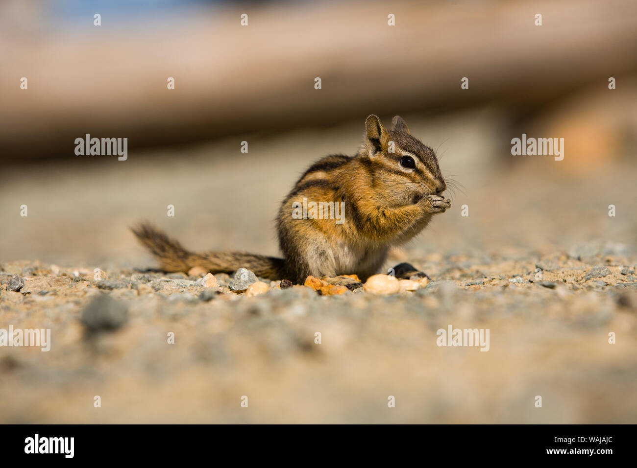 Chipmunk (Tamias sp.) near Whistler in early Fall, British Columbia, Canada Stock Photo