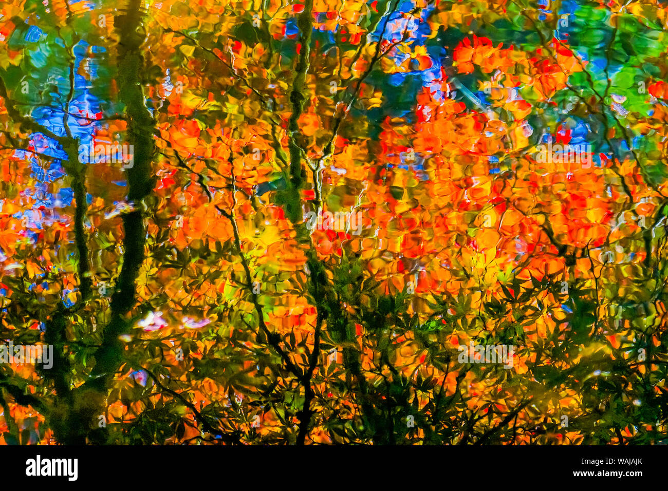 Japanese maple tree vancouver hi-res stock photography and images - Alamy