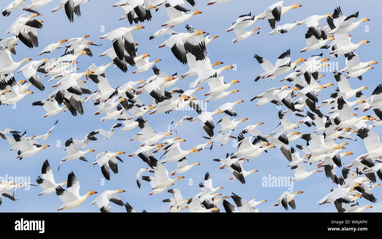 Canada, British Columbia. Reifel Bird Sanctuary, Snow geese flock in flight. Stock Photo