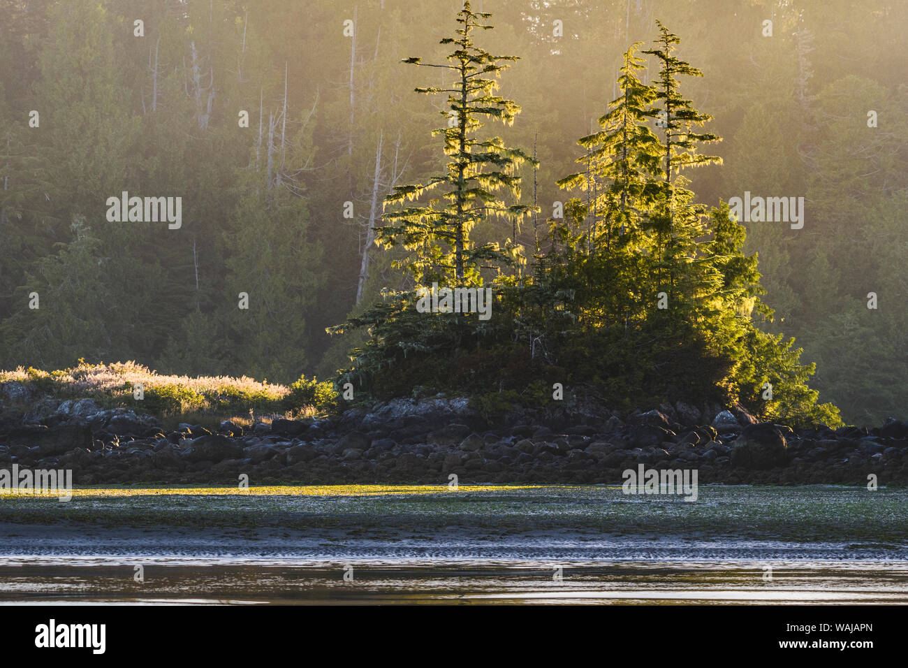 Canada, British Columbia, Tofino. Backlit Western red cedar trees. Stock Photo