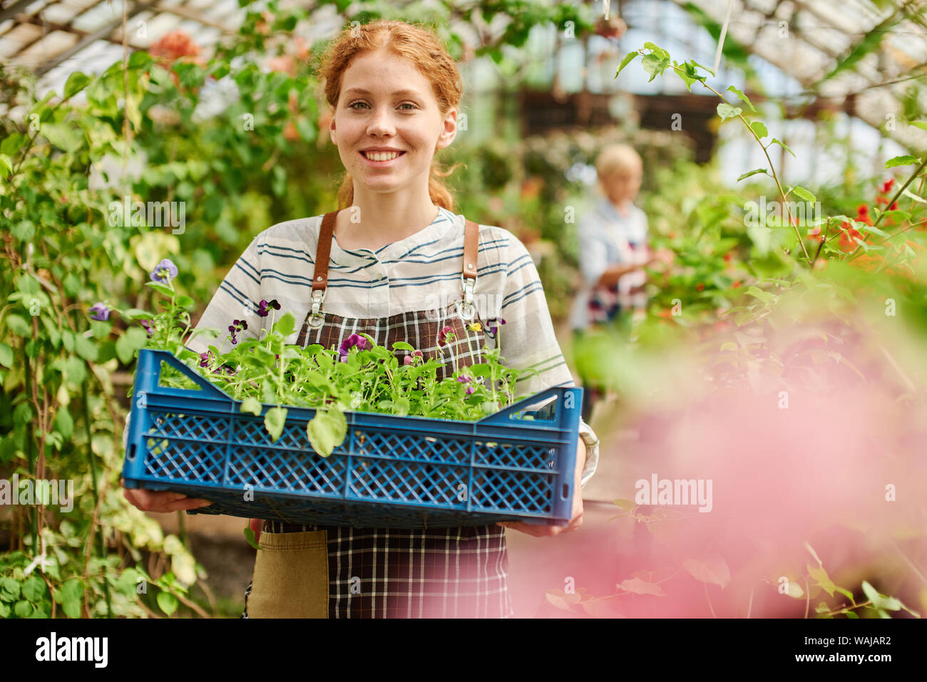 Gardener holds a crate fool of sprouts ready to go into the soil. Stock Photo