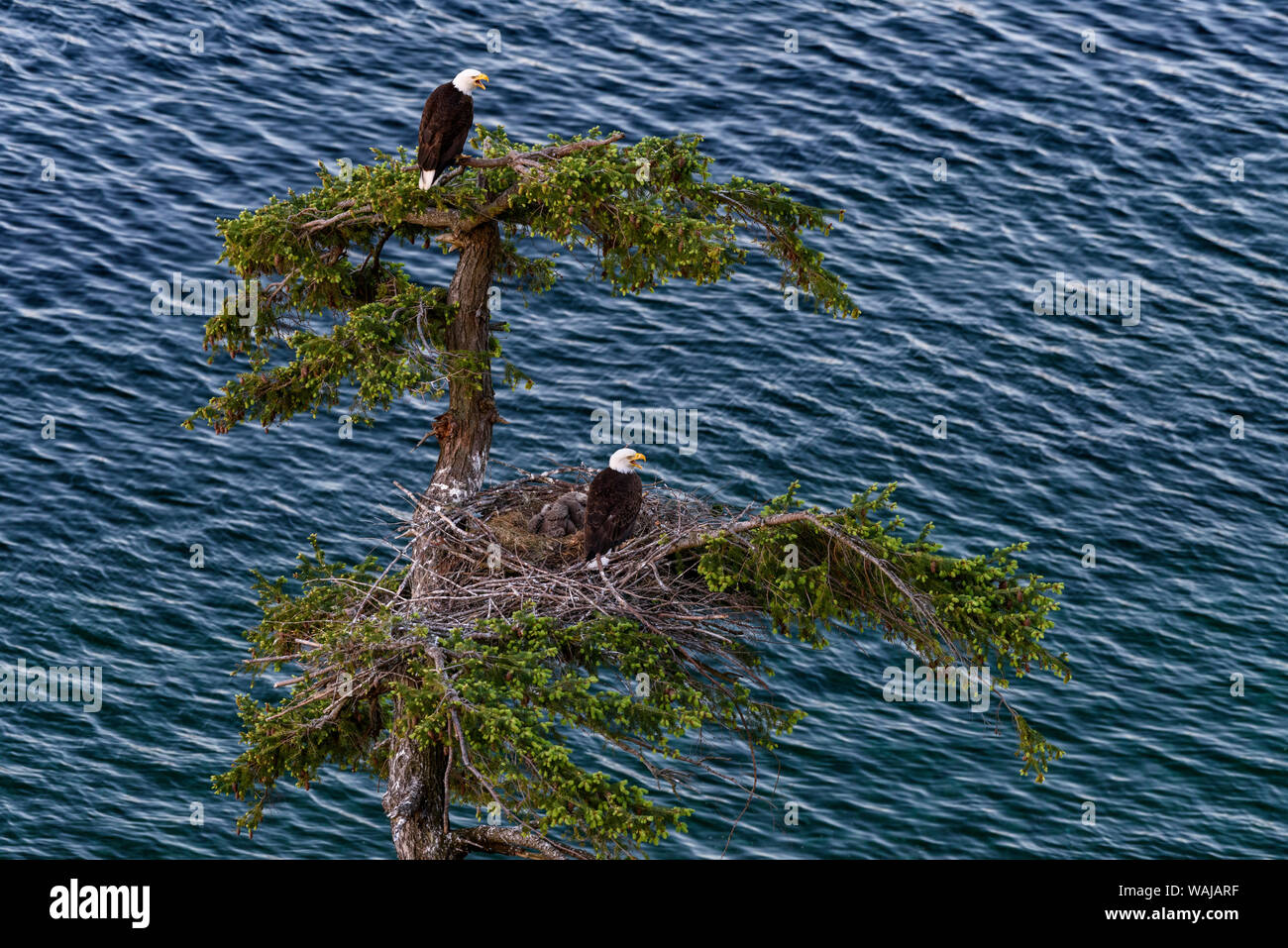 Canada, British Columbia. Bald eagles nest above the ocean. Stock Photo