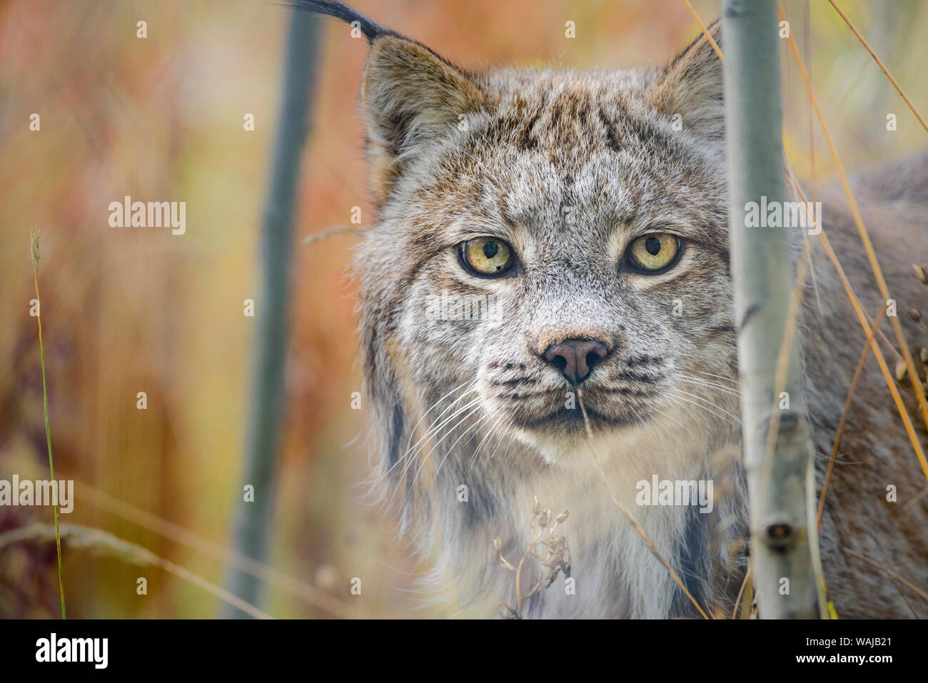 Canada, Yukon, Whitehorse, captive Canada lynx portrait. Stock Photo