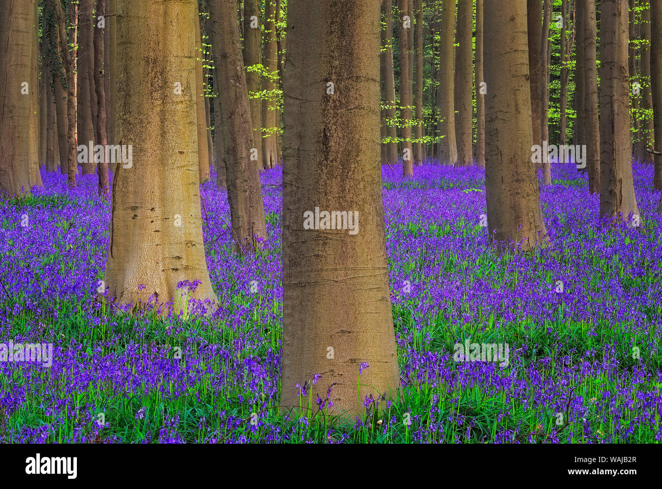 Europe, Belgium. Hallerbos Forest with trees and bluebells. Credit as: Jim Nilsen / Jaynes Gallery / DanitaDelimont.com Stock Photo