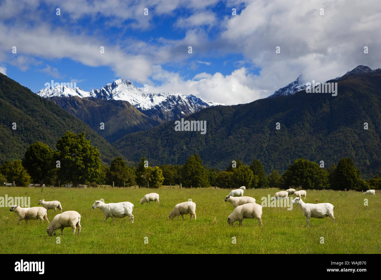 New Zealand, South Island. Sheep grazing in pasture. Credit as: Dennis Flaherty / Jaynes Gallery / DanitaDelimont.com Stock Photo