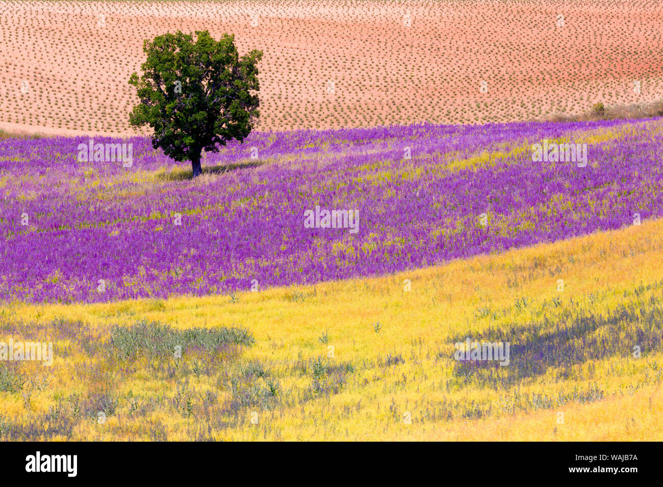 Europe, France, Provence. Lavender field in the Valensole Plateau. Credit as: Jim Nilsen / Jaynes Gallery / DanitaDelimont.com Stock Photo