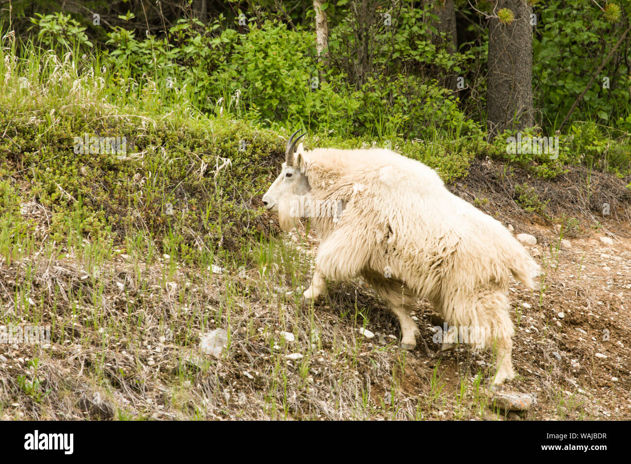 Banff National Park, Alberta, Canada. Mountain goats at a salt lick. Stock Photo