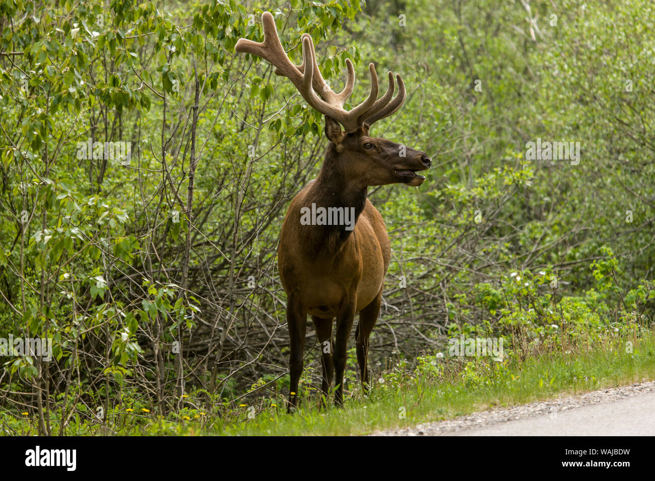 Banff, Alberta, Canada. Male American elk alongside the road. Stock Photo