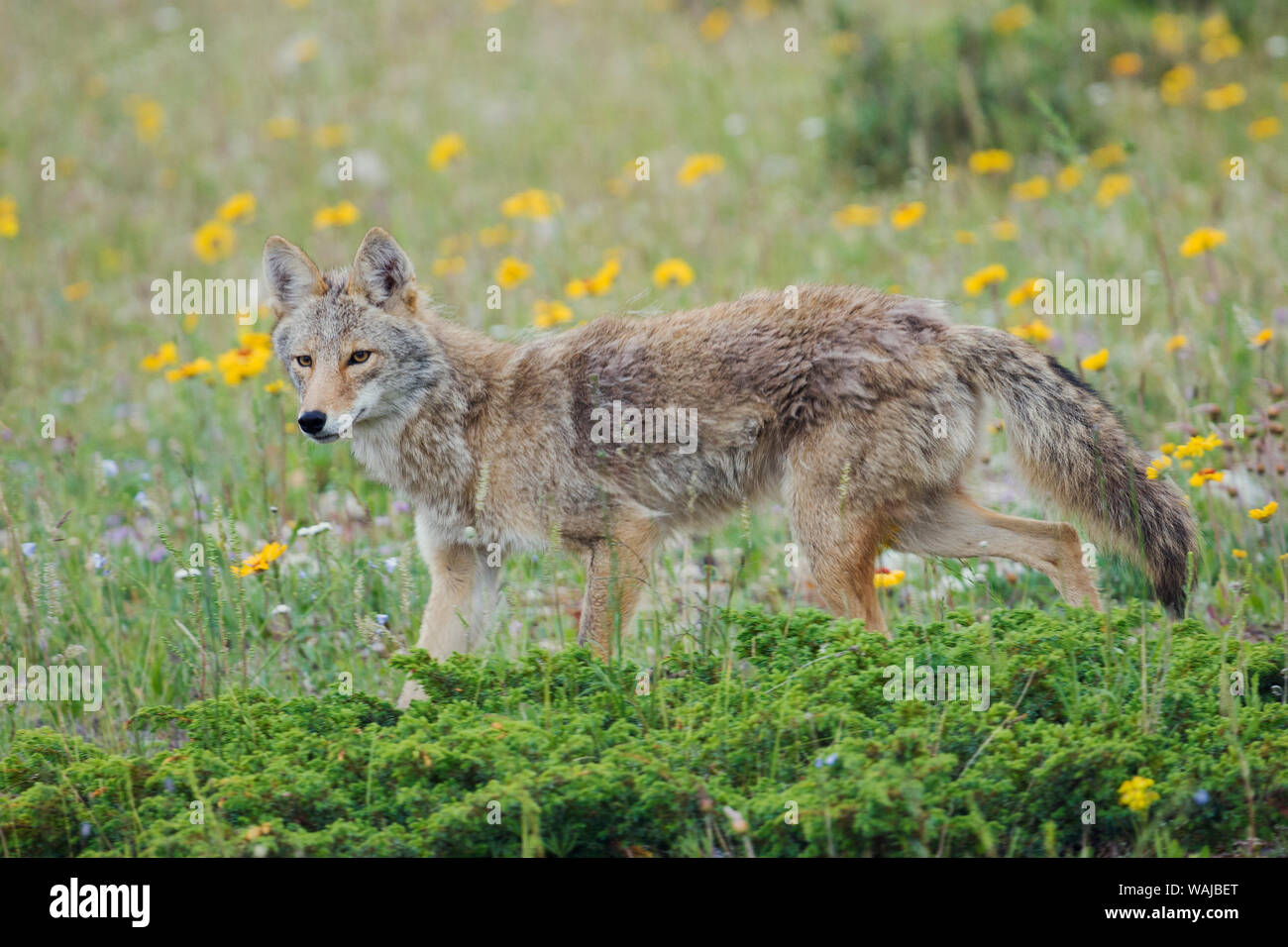Coyote late spring Stock Photo