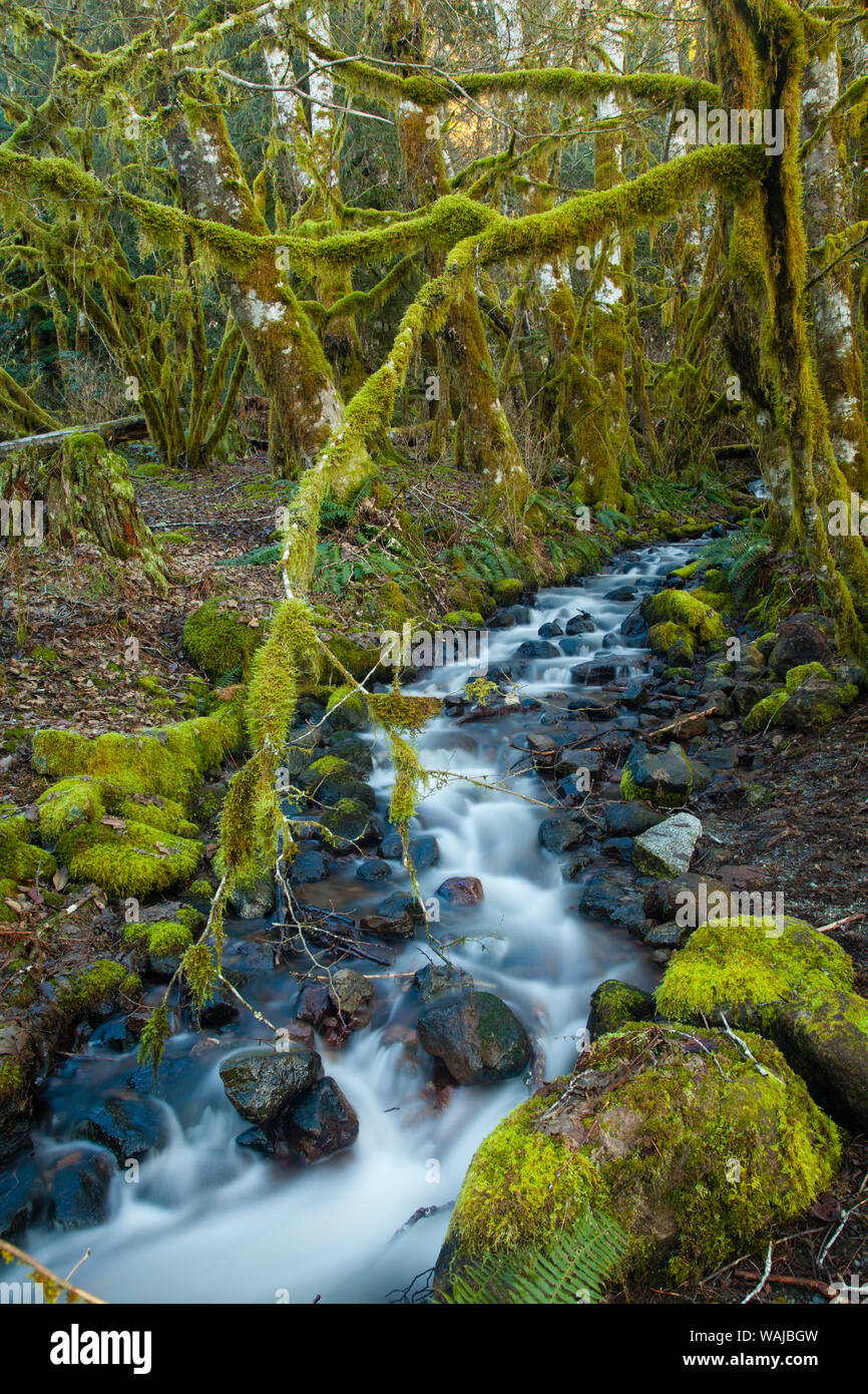 Stream in the rainforest near Alice Lake Provincial Park. Squamish, British Columbia, Canada. Stock Photo