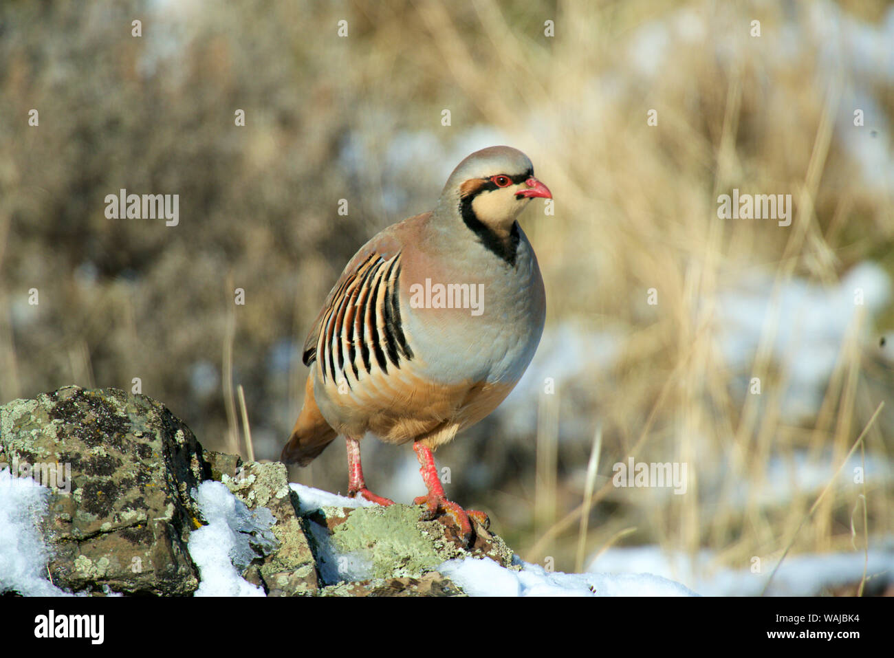 Native of southern Eurasia, the Chukar Partridge was introduced to North America as a game bird. A handsome little cinnamon and gray partridge with striking stripes along its sides and a bright red bill and feet. Stock Photo