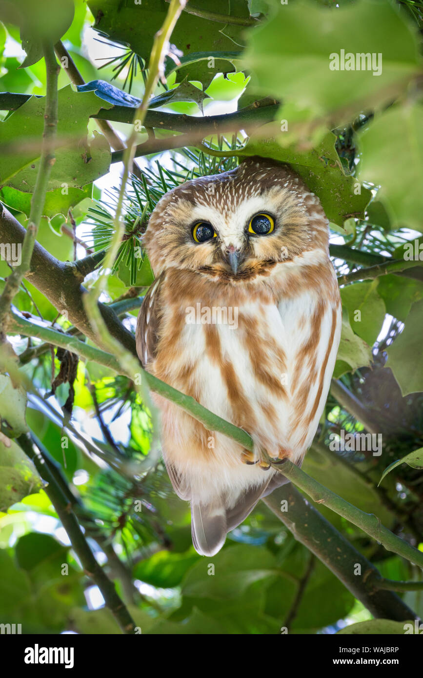 Canada, British Columbia, Reifel Migratory Bird Sanctuary. Northern saw-whet owl perched in holly bush. Stock Photo