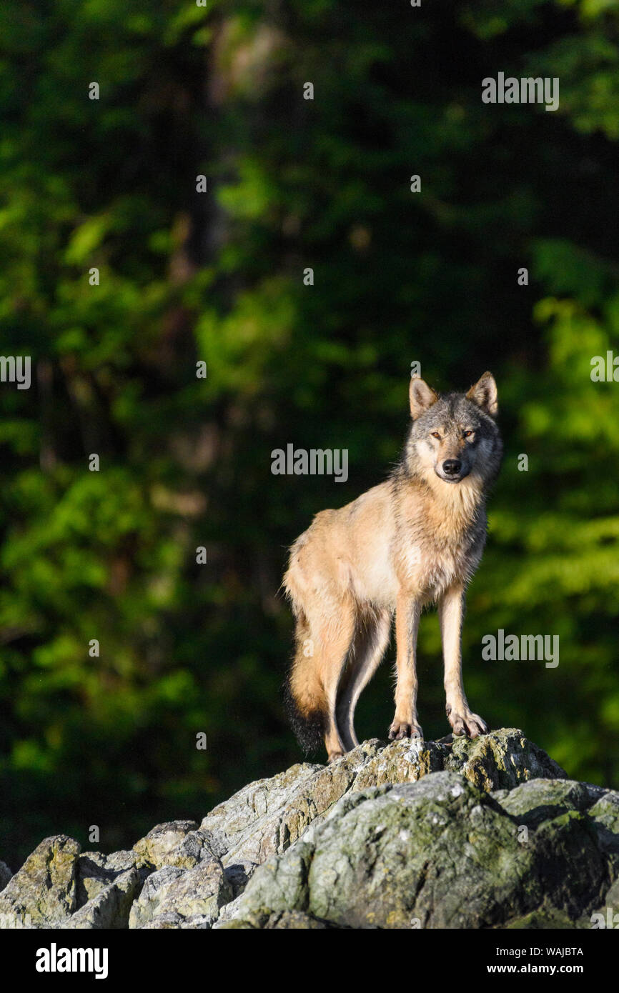 Canis lupus nubilus hi res stock photography and images alamy