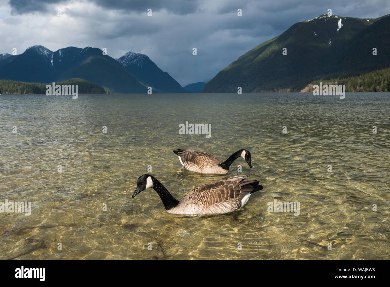 Canada, British Columbia, Golden Ears Provincial Park. Canadian Geese on Alouette Lake. Stock Photo