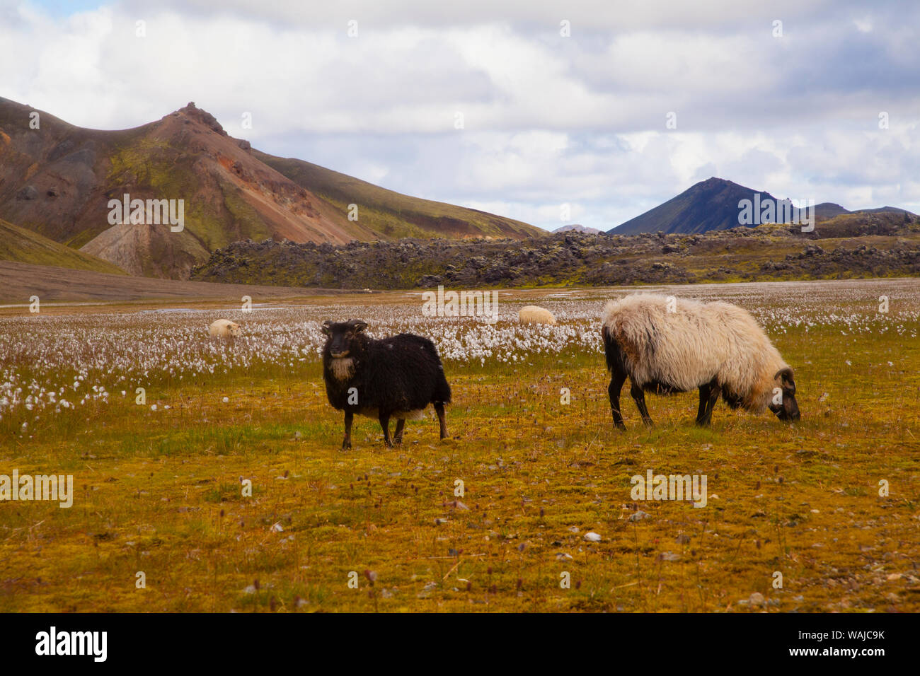 Icelandic sheep grazing in a meadow in Landmannalaugar, Iceland Stock Photo