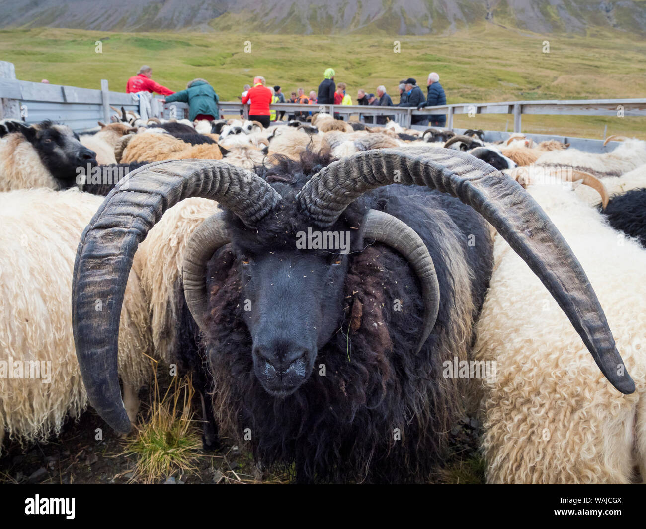 Famous for horned rams. Separation of the sheep after driving down the ...