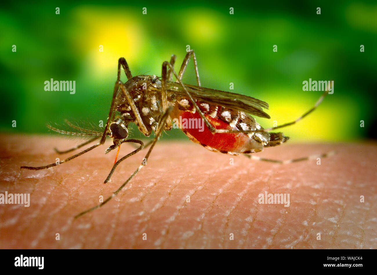 2005 - This photograph depicts a female Aedes aegypti mosquito, which is the primary vector for the spread of Dengue fever. Aedes aegypti is a domestic, day-biting mosquito that prefers to feed on humans; Dengue is spread by the female Aedes aegypt only, for the male does not bite. Stock Photo